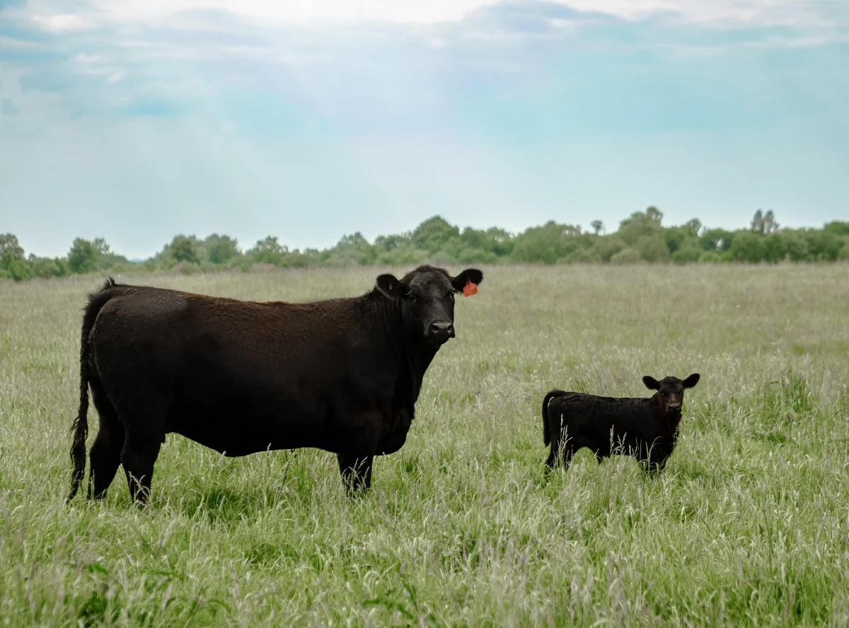 «Мираторг» вырастит себе конкурентов в мясном скотоводстве