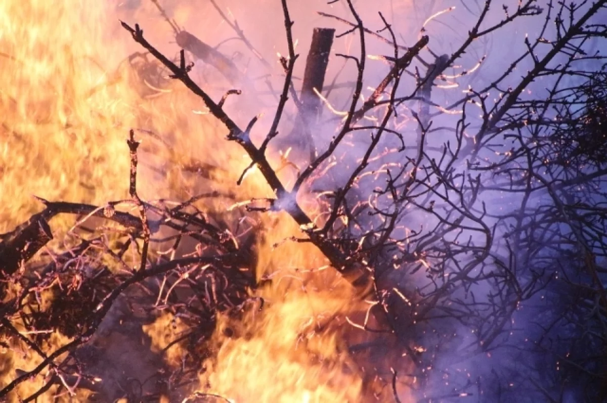 Мэр Новороссийска сообщил о введении режима ЧС из-за лесных пожаров