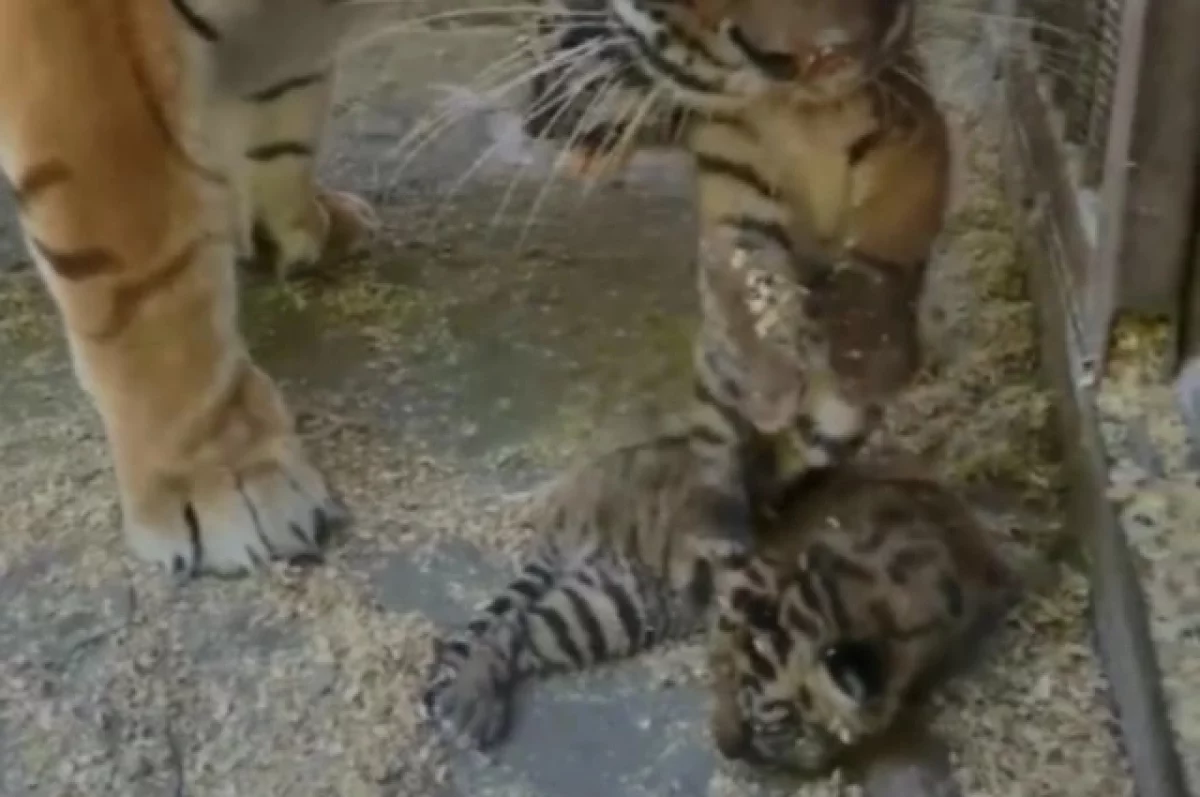 Сразу восемь тигрят родились в зоопарке Барнаула за один день