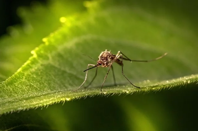 Комары не только неприятны своими укусами и писком, но и опасны как переносчики болезней. 