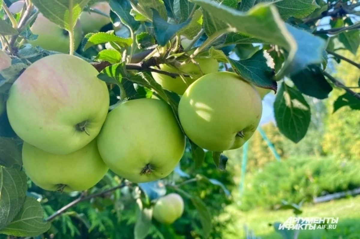 КНДР начнет экспортировать в Россию яблоки