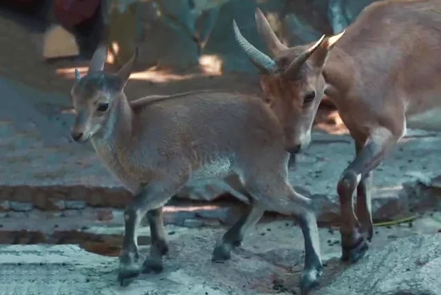 Семеро козлят: пополнение в семье туров в Московском зоопарке