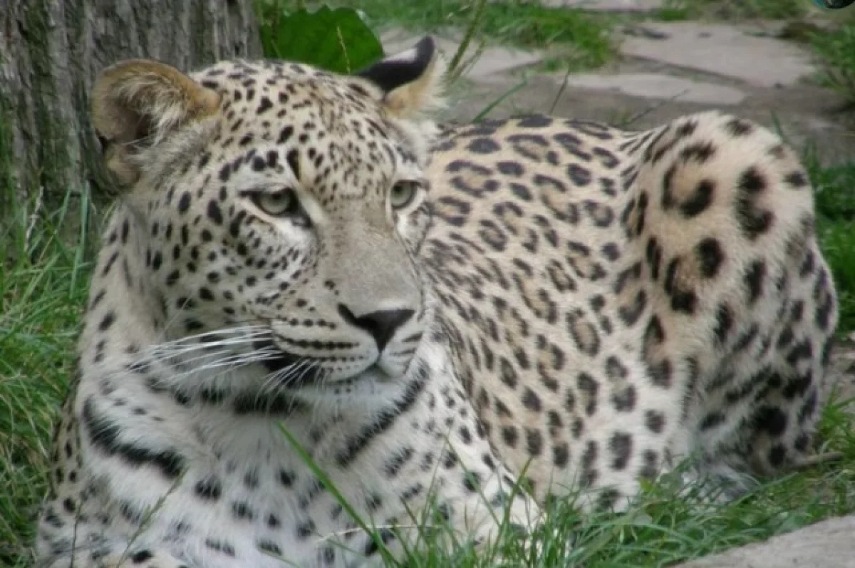 Время кошек. Учены увеличивают популяции леопардов на Кавказе и в Приморье