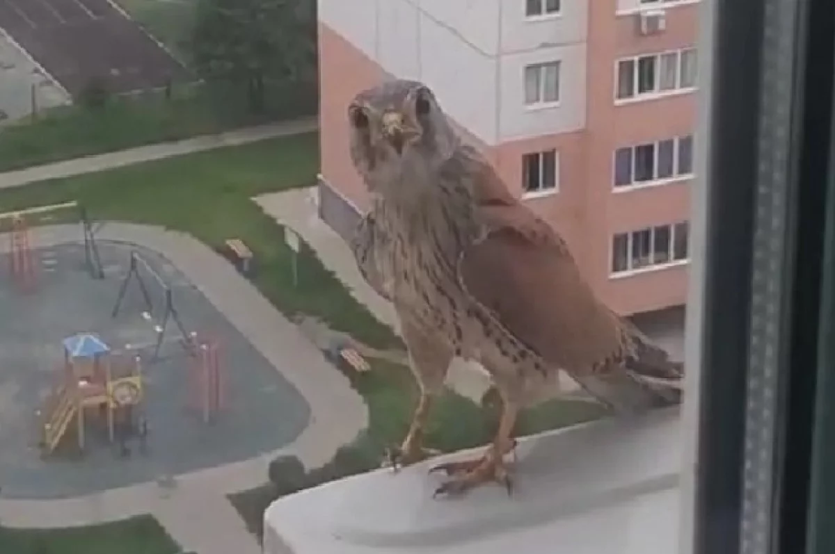 Новые хищные птицы атакуют подоконники жителей Барнаула