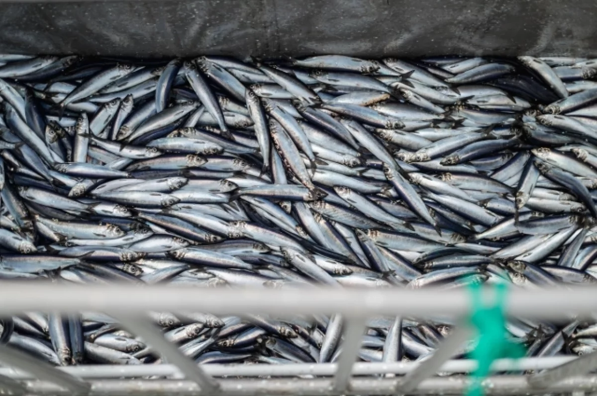 Глава ВАРПЭ Зверев: страны Балтии хотят оставить Европу без российской рыбы