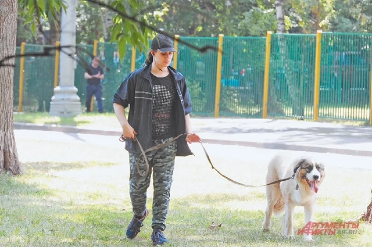 В парках Бийска запретят выгул собак