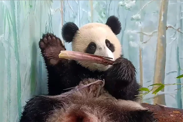 Подросшая панда Катюша в Московском зоопарке