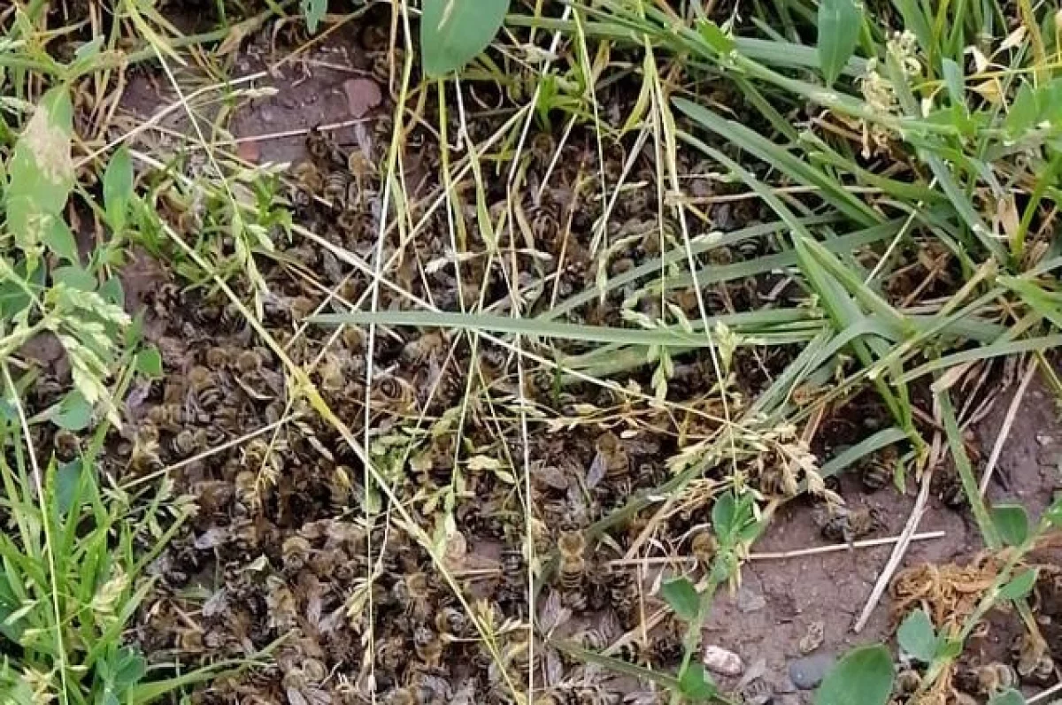 О массовой гибели пчёл в июле сообщили пчеловоды из Ростовской области