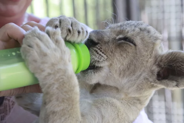Аж чмокают: В Барнаульском зоопарке из бутылочки выкармливают львят