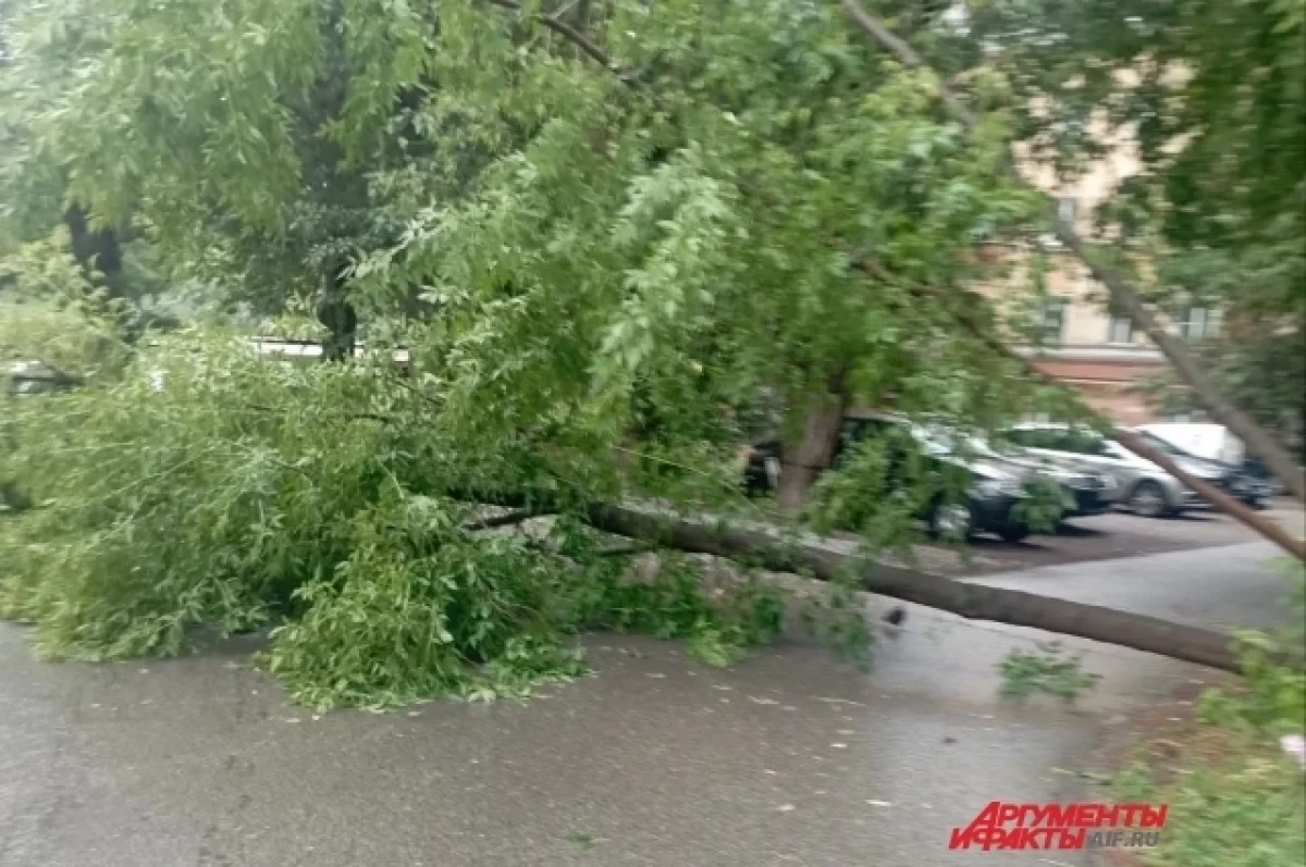 Аварийные деревья сносят в Барнауле