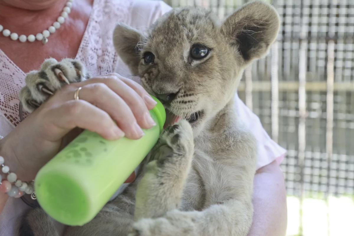 В барнаульском зоопарке показали, как кормят львят-отказников из бутылочки