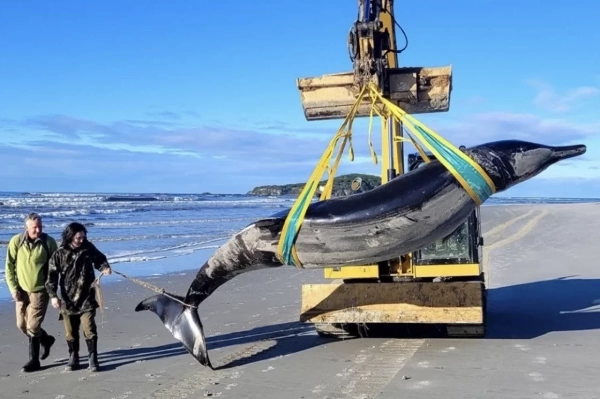 Живым никогда не видели. Учёные нашли тело загадочного кита-ремнезуба
