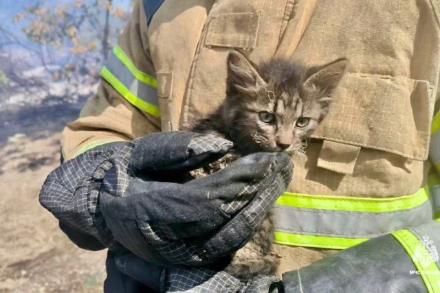 Пожарные спасли котят из огня