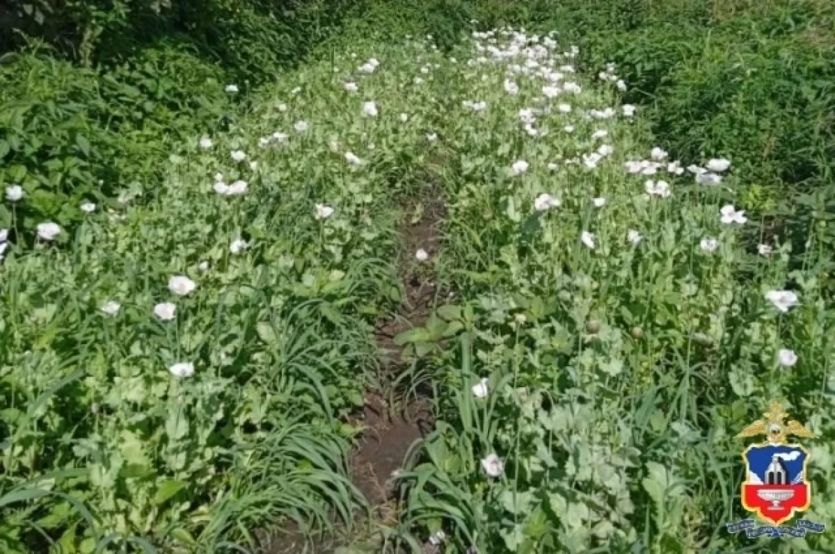 Житель посёлка на Алтае «для себя» выращивал тысячу кустов мака