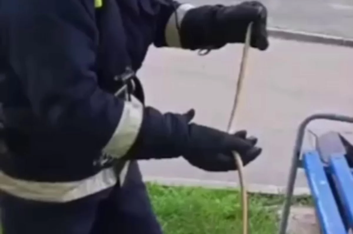 Пожарные Заринска помогли местным жителям избавиться от змеи