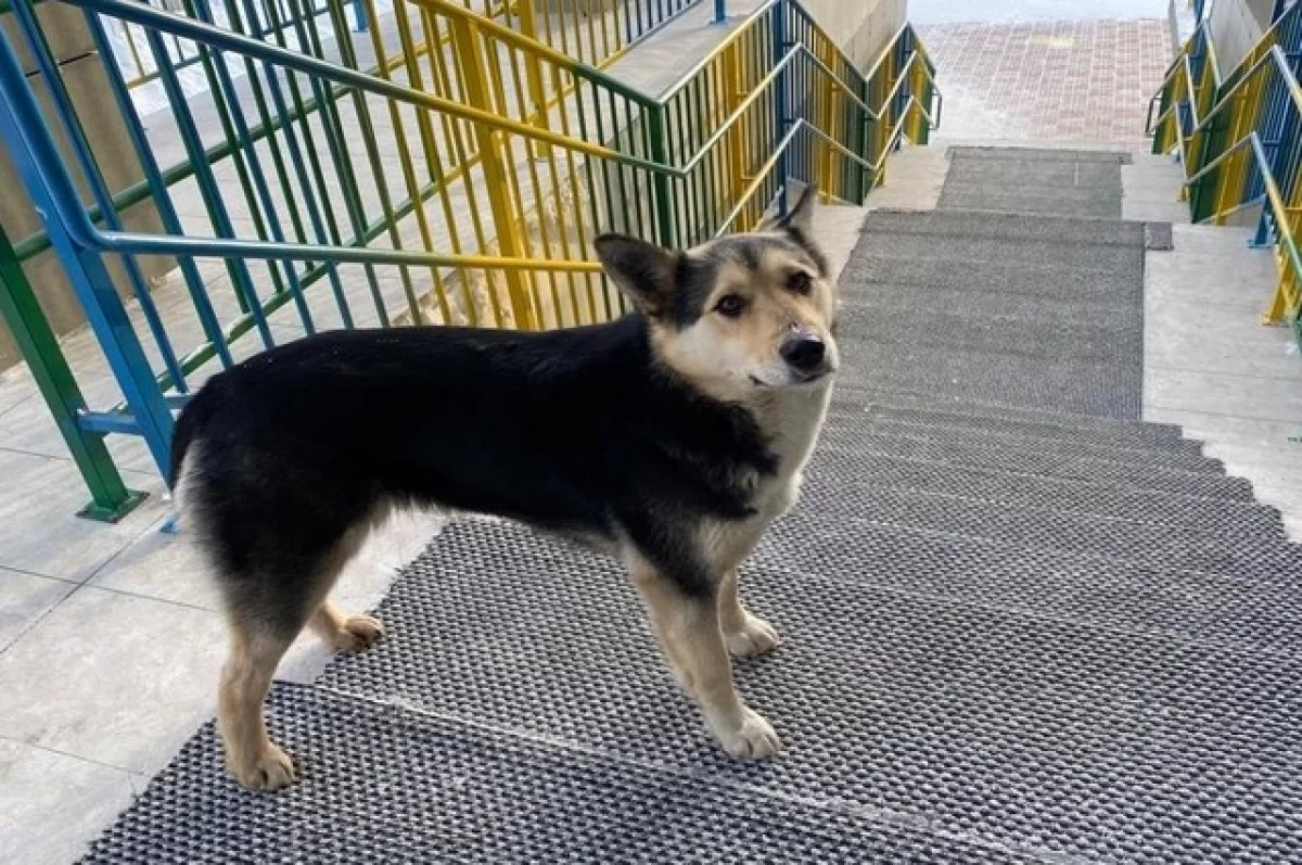 В Алтайском крае не отказываются от идеи умерщвлять собак