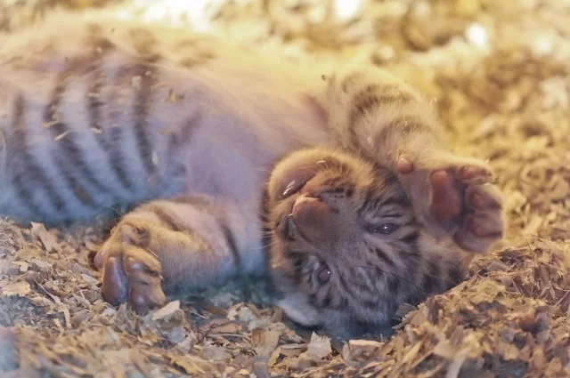 Словно плюшевые: 8 тигрят родились в один день в барнаульском зоопарке