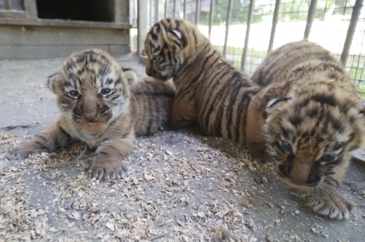 Появились фото маленьких тигрят в барнаульском зоопарке