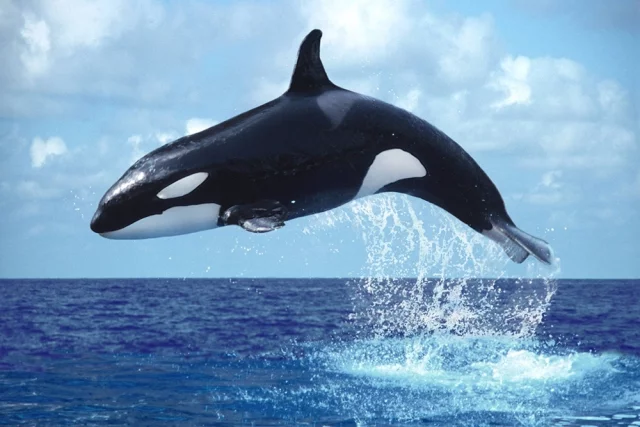 Киты и дельфины: 10 красивейших фотографий
