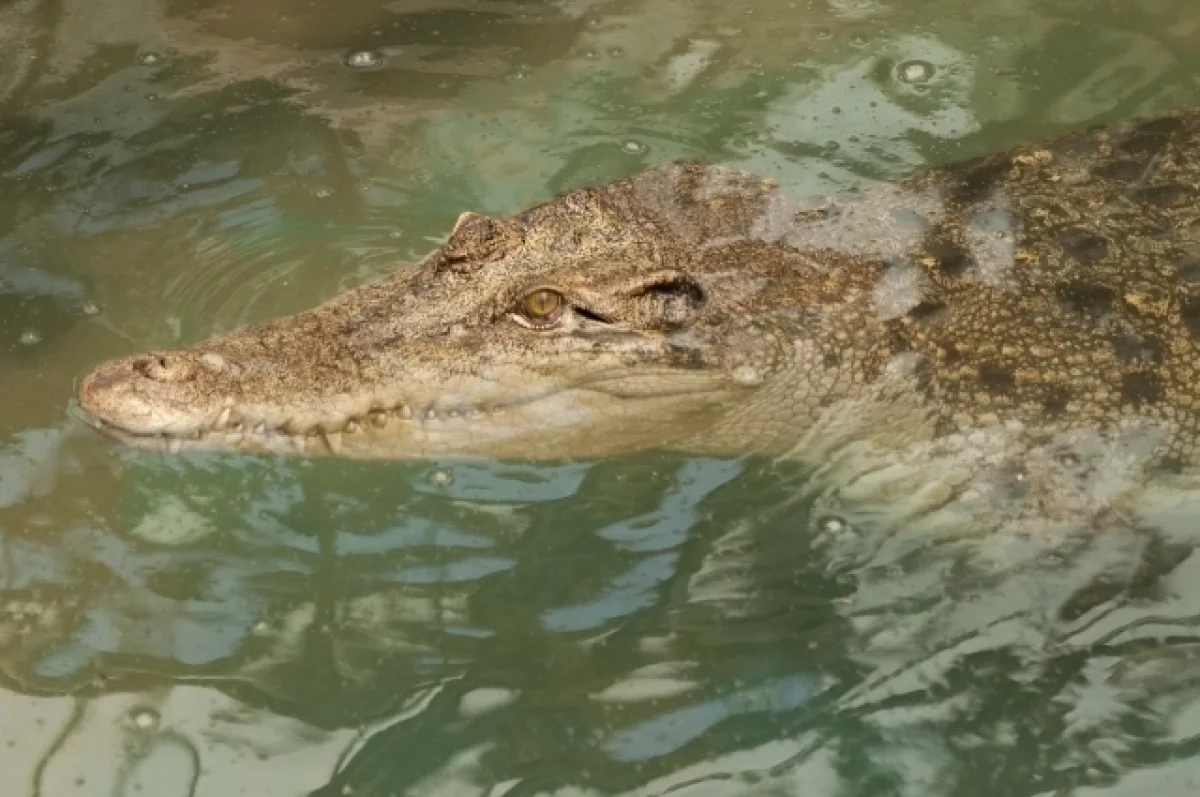 Минприроды изучило информацию о «появлении» крокодила в Краснодарском крае