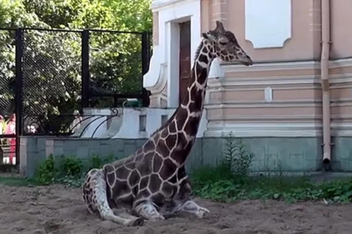 «Прощай, наш добрый друг!» Умер жираф Самсон из Московского зоопарка