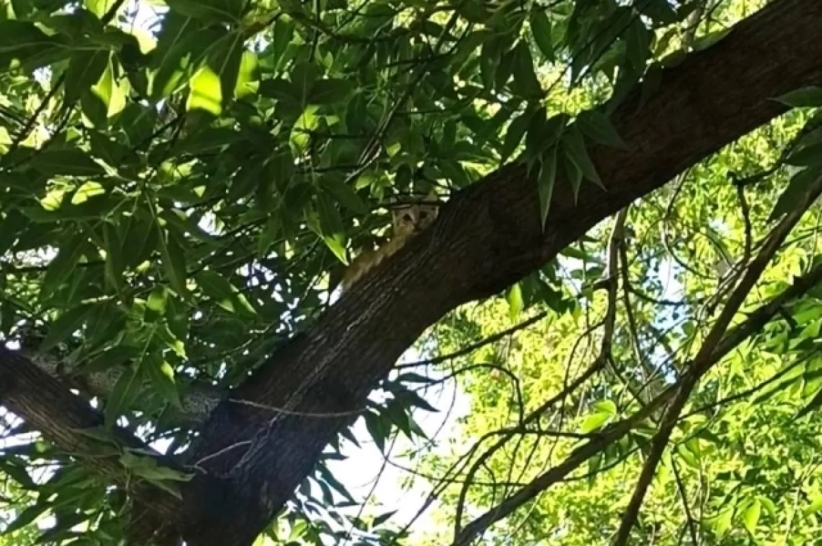 В барнаульском парке «Изумрудный» с дерева сняли испуганного котенка