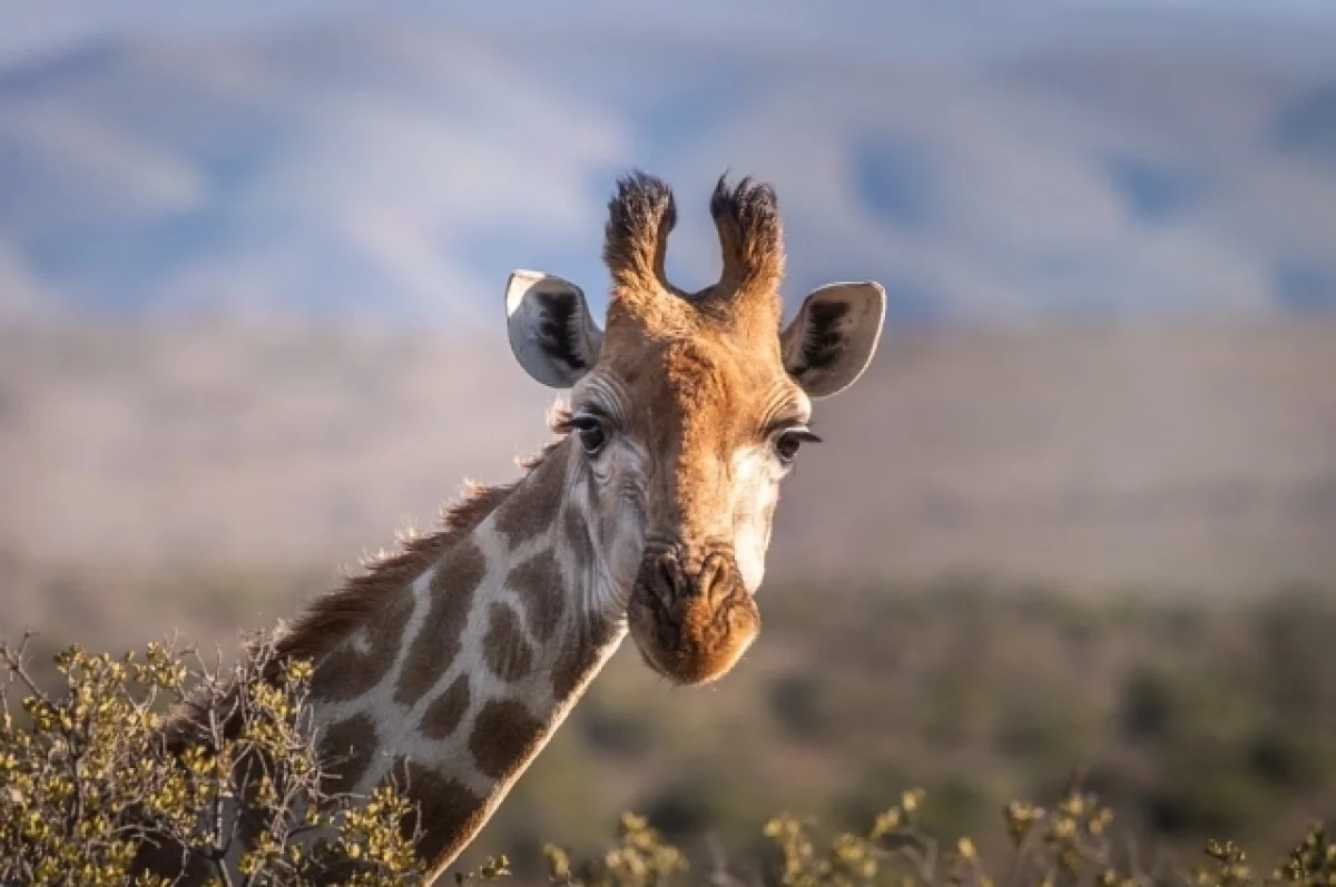 Предавать земле нельзя. Как правильно хоронить жирафа?