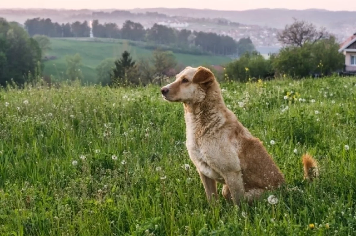 Ветеринар Чумаков предупредил об опасностях для собаки на прогулке в лесу