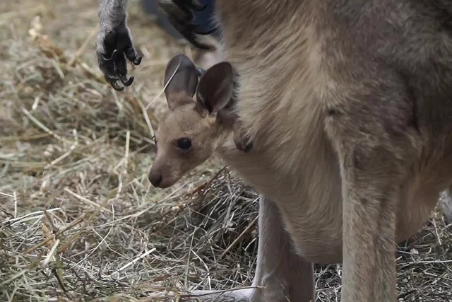 Беби-бум в Новосибирском зоопарке: кенгурята выходят из маминых сумок