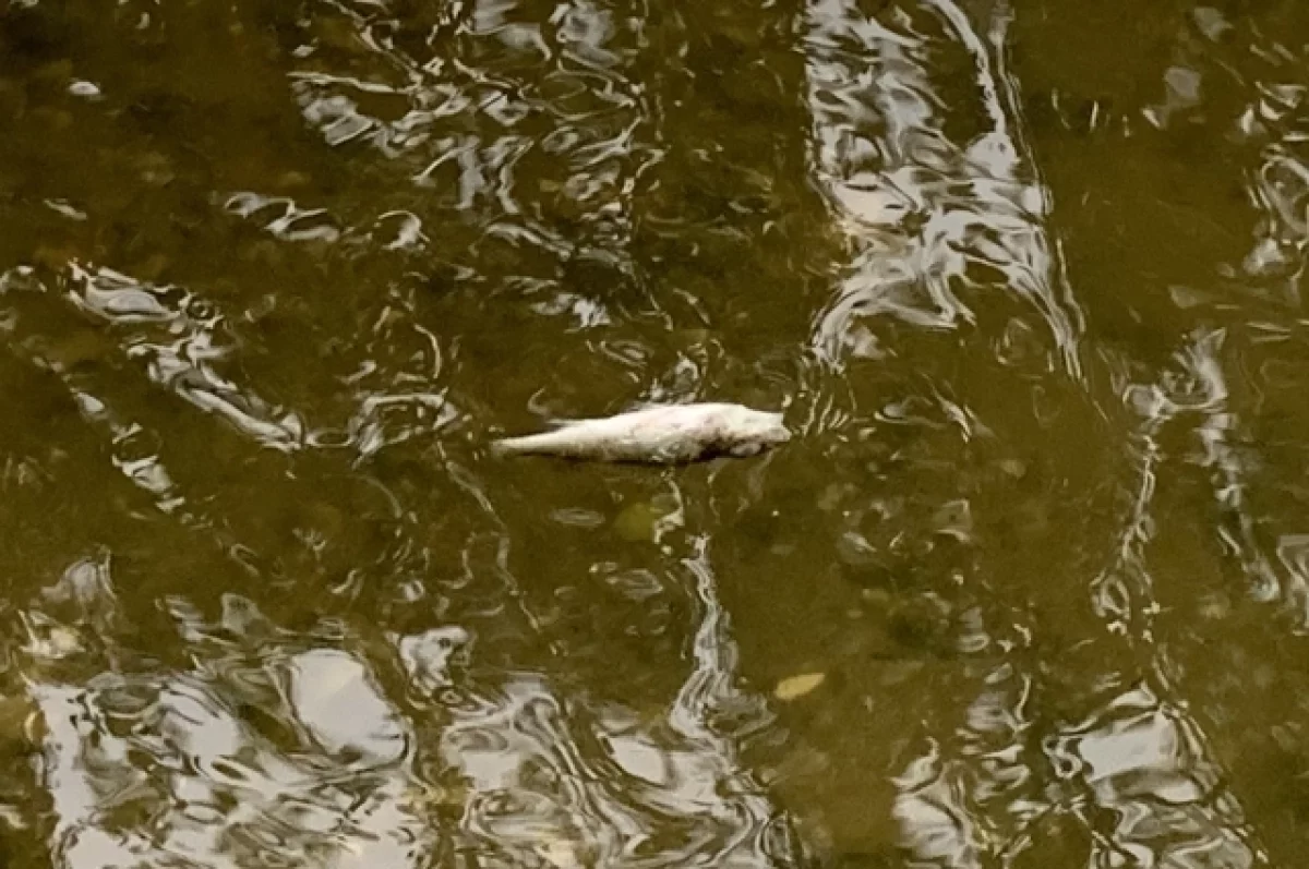 В донском минприроды выявили гибель рыбы в пруду Ростова на Каменке