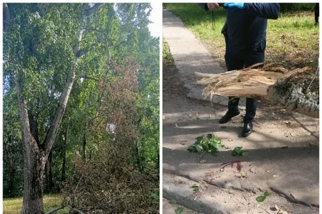 Жители Кирово-Чепецка пояснили, что просили убрать ветку несколько раз