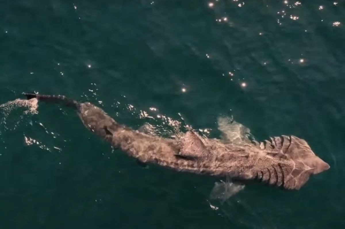 Ученые впервые записали видео столкновения исполинской акулы с кораблем