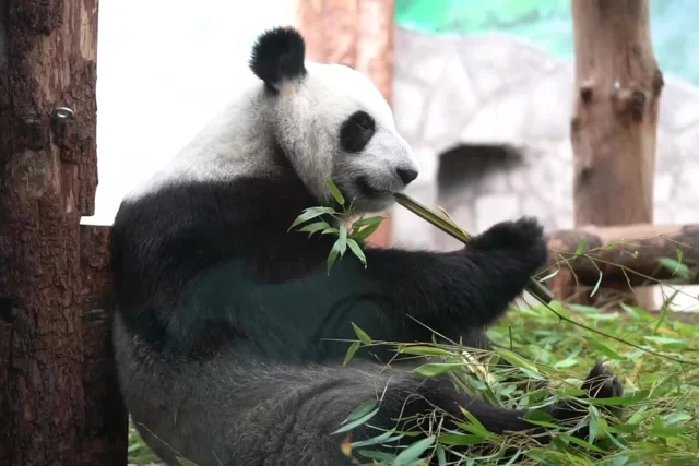 Семилетие панды Диндин из Московского зоопарка