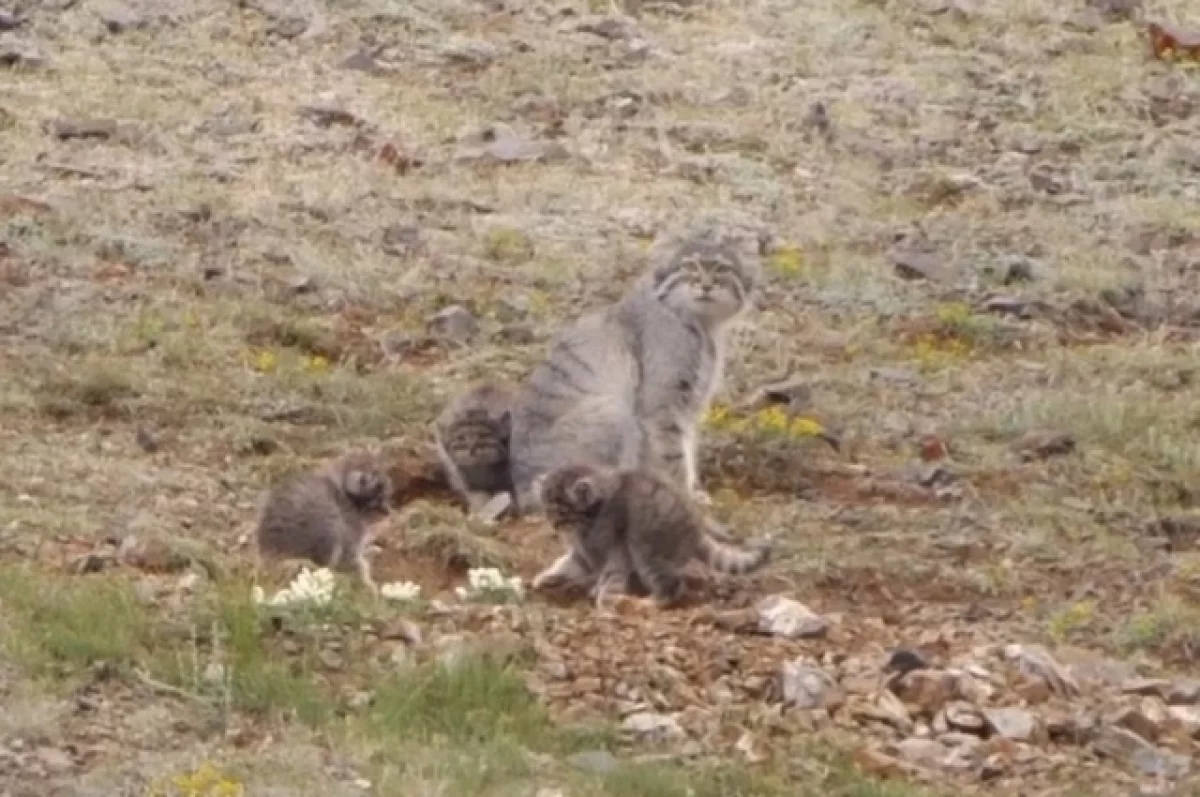 Четырех маленьких манулов с мамой сняли на видео в Республике Алтай