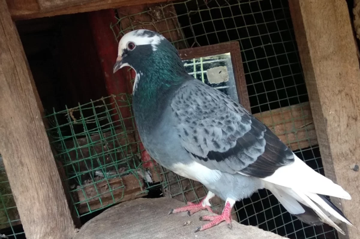 В Гонконге запретили кормить диких голубей
