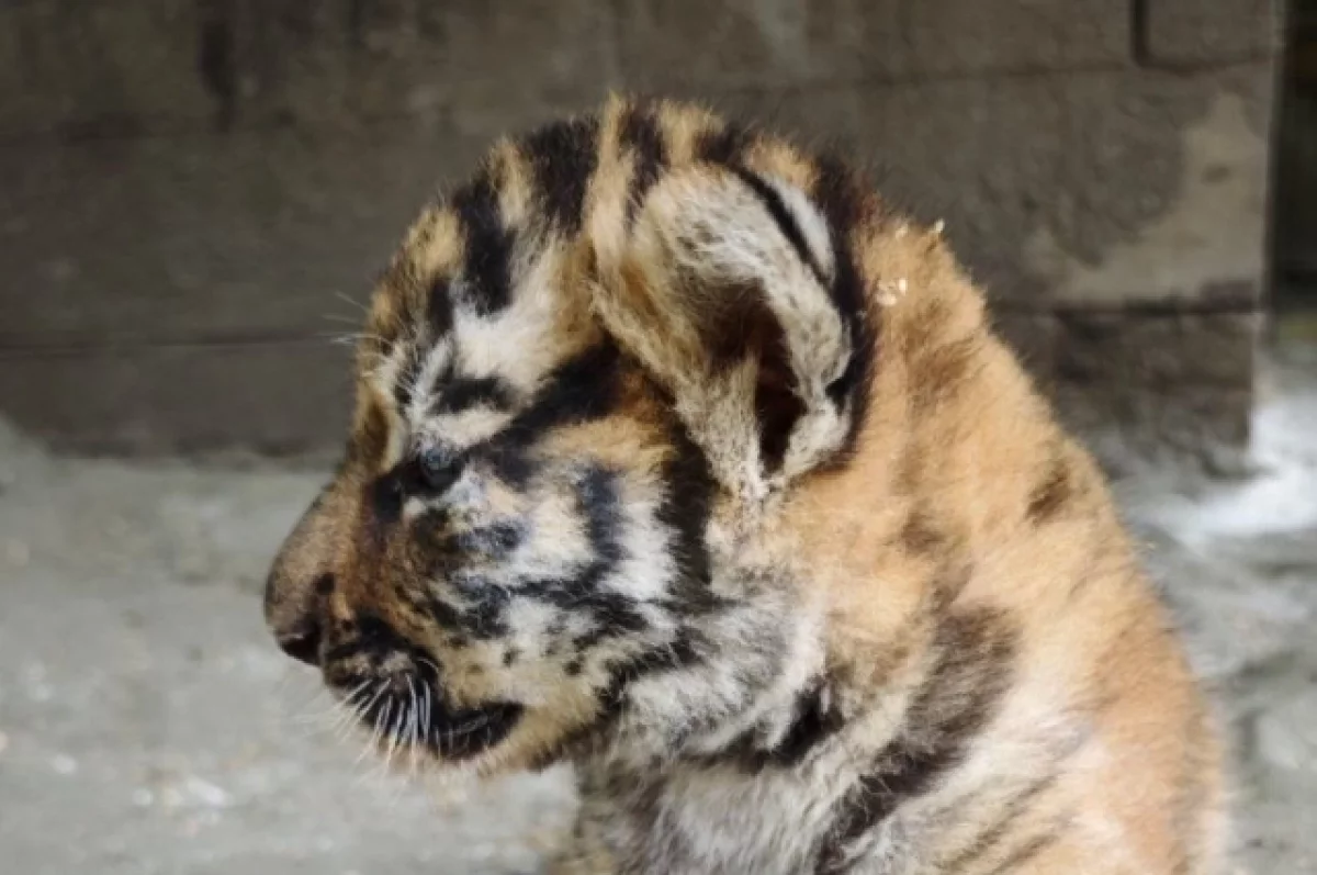 В барнаульском зоопарке на первые прогулки выходят малыши-тигрята