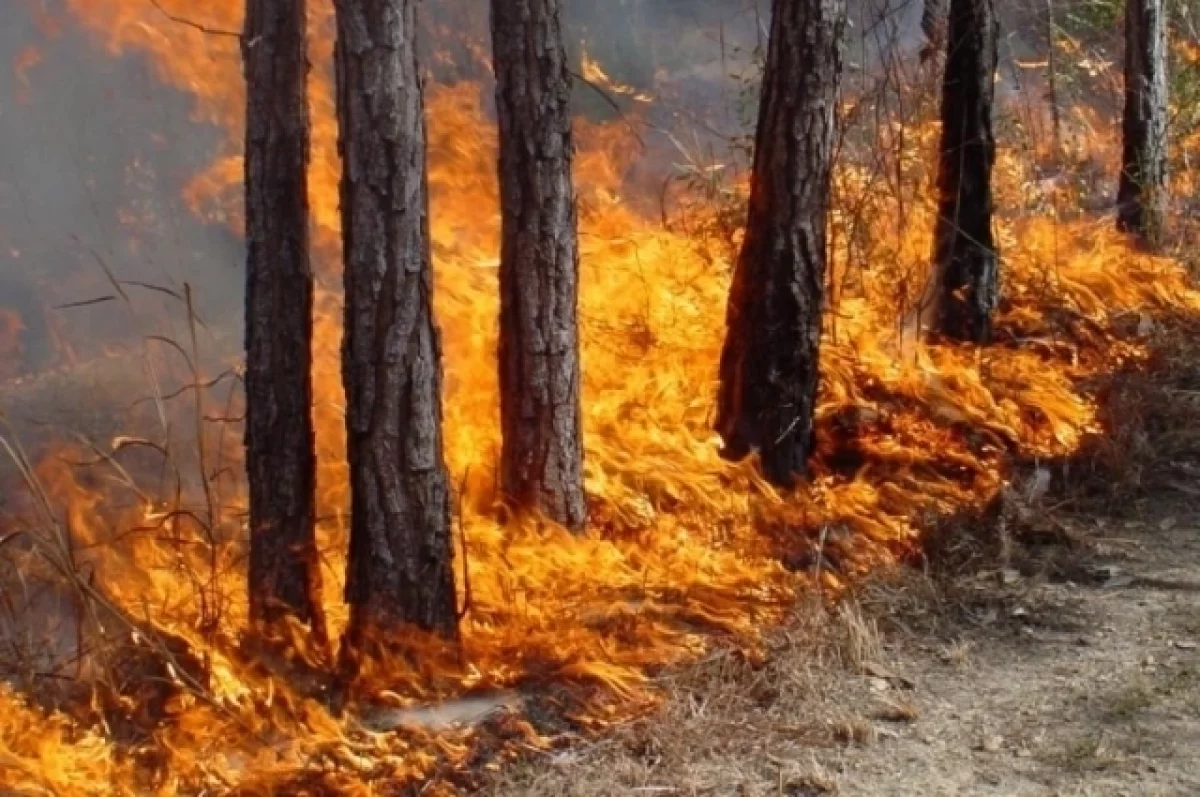 FMT: риск развития деменции повышается при вдыхании дыма от лесных пожаров