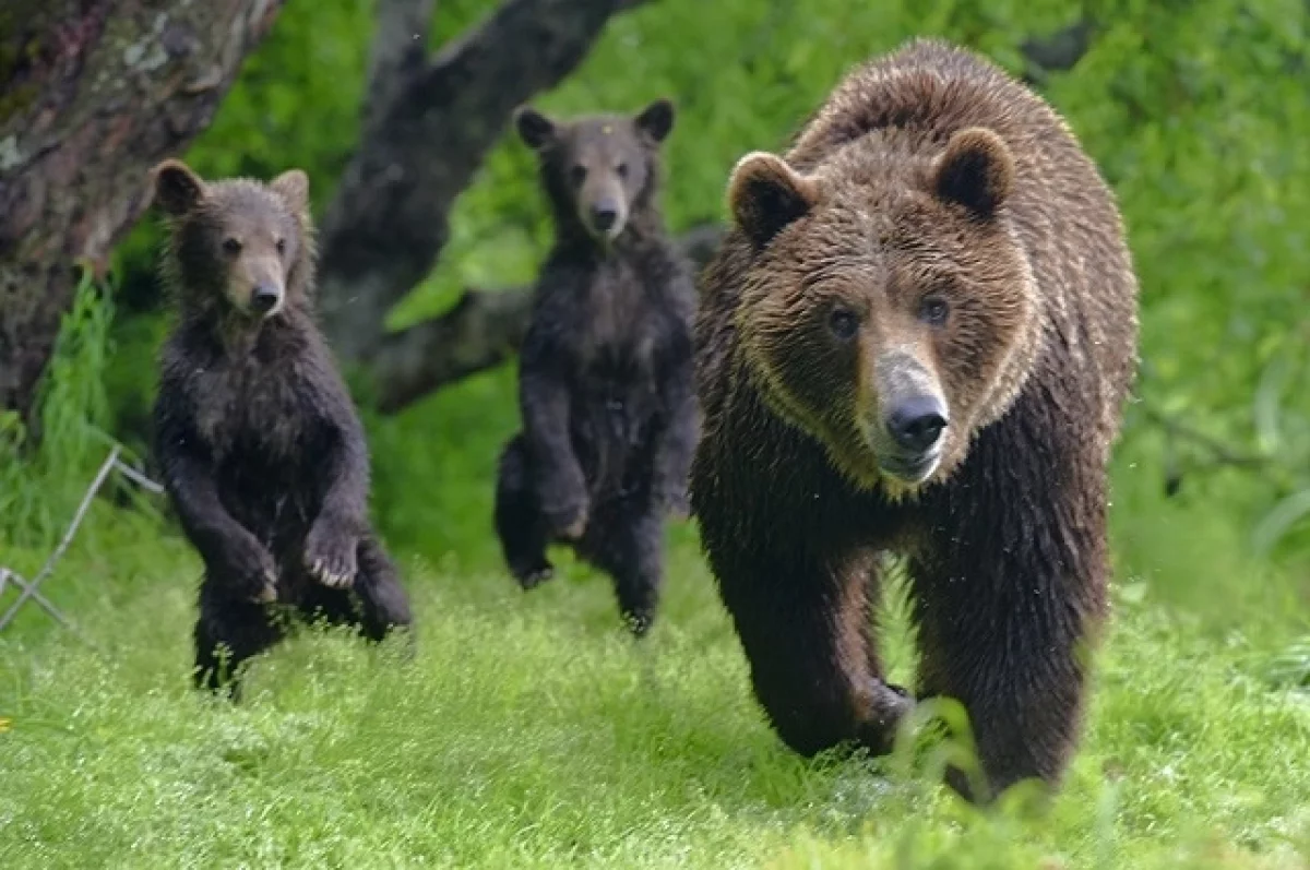 Эксперт по выживанию Халилов объяснил, как спастись от медведя в лесу