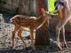 Пятнистые олени распространены на Дальнем Востоке.