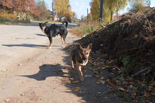 В приютах не хватает мест для всех бездомных животных.