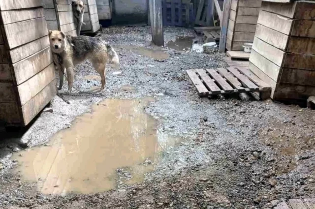 Фото сделали волонтёры на площадке приюта по улице Соликамской