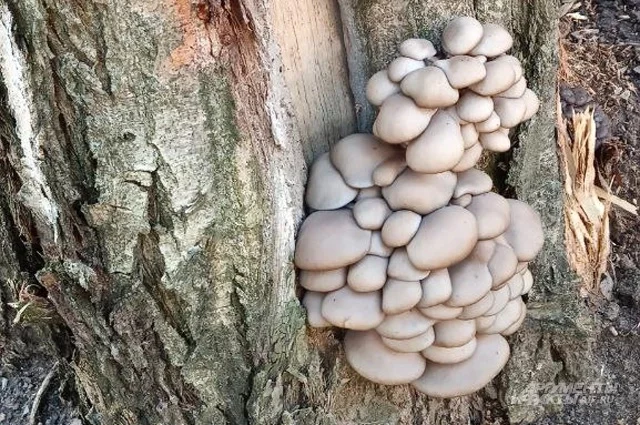 Вешенки.
