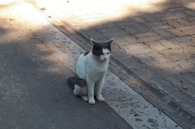 Неизвестный ловит кошек на улице.