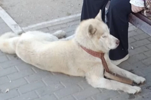 Пока женщина ждала скорую помощь, под её руками образовалась большая лужа крови.