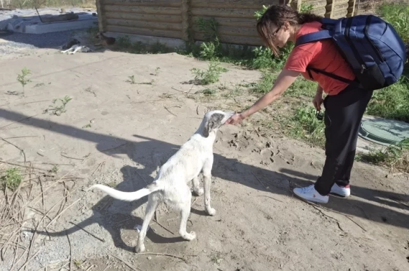 Во время ЧП животные громко скулили и метались в панике.