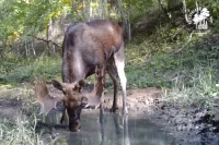 Спешащий на рандеву лось утолил жажду перед фотоловушкой в Бузулукском бору