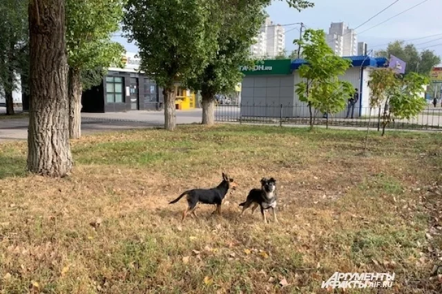 Бездомных собак будут отправлять в пункты временного содержания 