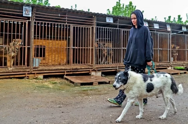 Посильная помощь приютам всегда принимается с благодарностью.