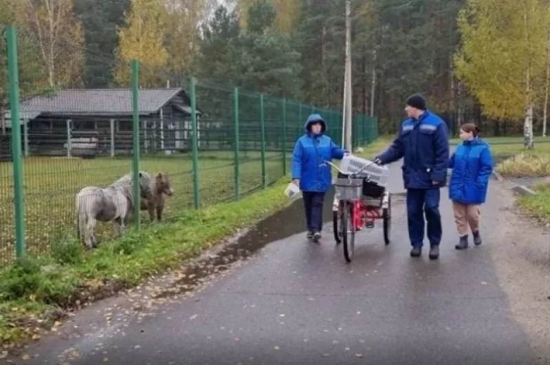 В переноске Кроша доставили в вольер. 