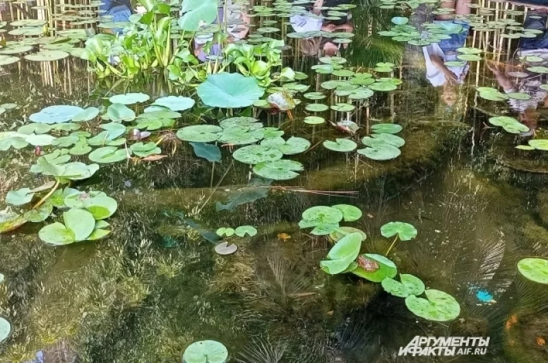 Кувшинки и поющие лягушки в ботаническом саду Сухума. 